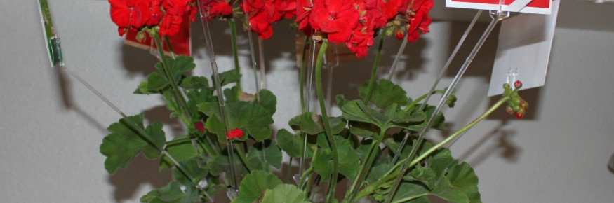 plant plant