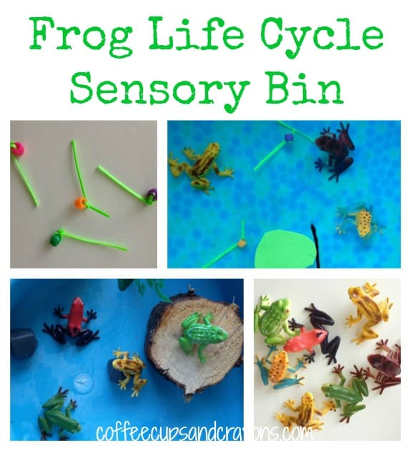 The Frog Life Cycle